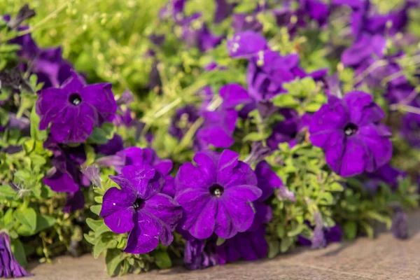 birçok marigolds küçük çiçekler