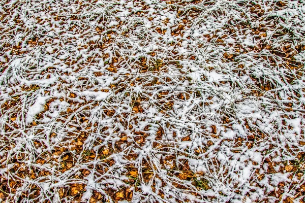 kar uzun boylu yeşil çim