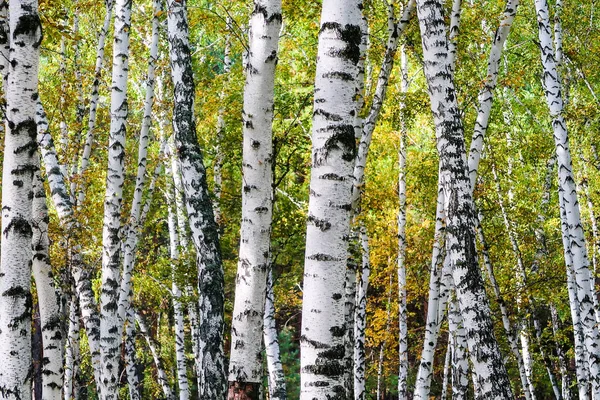 Yellow Birch Forest Late Autumn Nature Landscape — Stock Photo, Image