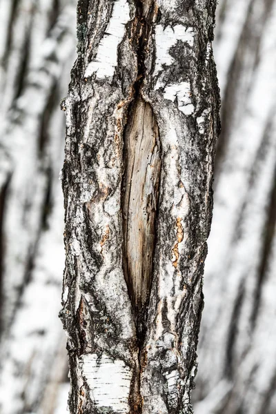 Brzozowy Las Pnia Drzewa Zamknij Się Zima — Zdjęcie stockowe