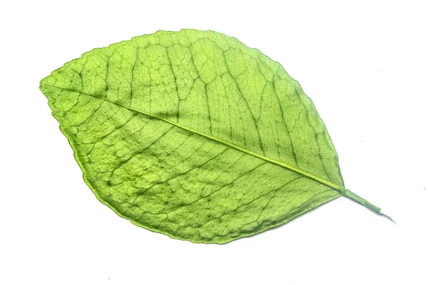 Πράσινο Φύλλο Λευκό Φόντο — Φωτογραφία Αρχείου