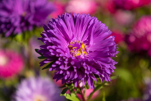 parlak sonbahar çiçek doğa manzara