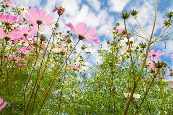 Cosmos çiçekler, görüntülemek aşağıdan gökyüzüne doğru