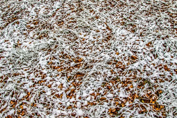 Feuilles Automne Herbe Dans Neige — Photo