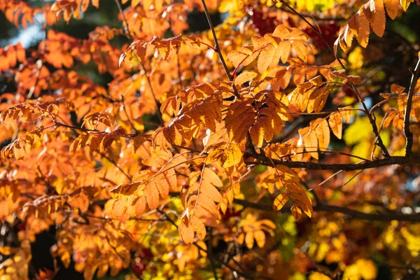 Autumn Tree Ashberry Bright Colors Nature — Stock Photo, Image