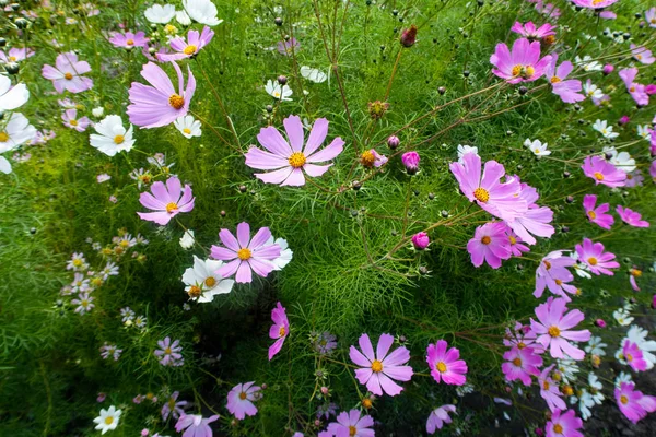 Cosmos Flores Naturaleza Primer Plano Paisaje — Foto de Stock