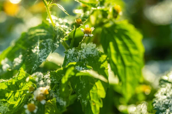 Verde Erba Neve Offuscata Sfondo Bokeh — Foto Stock