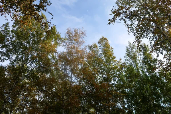 Vidoeiro Vista Floresta Para Céu Natureza Outono — Fotografia de Stock