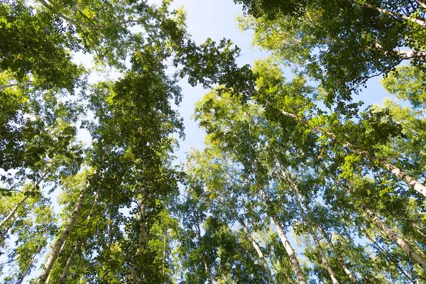 orman manzaralı aşağıdan gökyüzüne huş ağacı