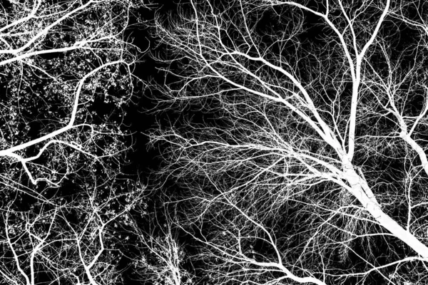 ağaç dalları siluet siyah arka plan üzerine beyaz