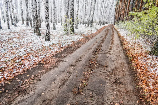 Kış ormanı boyunca yol
