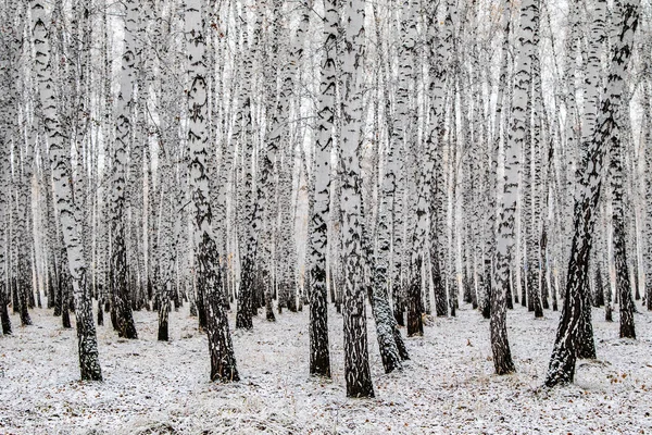 İlk kar huş ağacı orman manzara kış