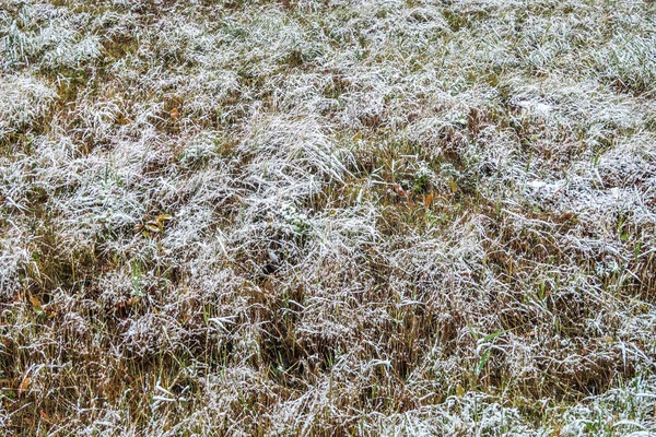 Hierba Verde Alta Nieve —  Fotos de Stock