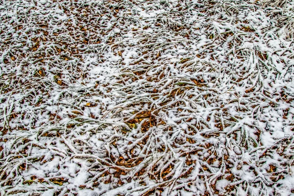 Sonbahar, karda çimen bırakır.