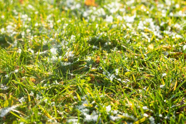 yeşil çim kar arka plan bokeh bulanık