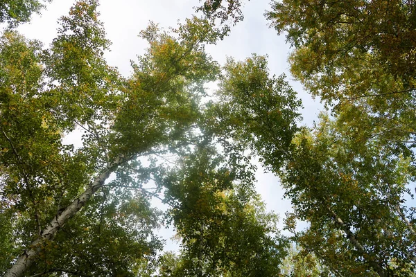 huş ağacı orman manzaralı gökyüzüne Sonbahar Doğa