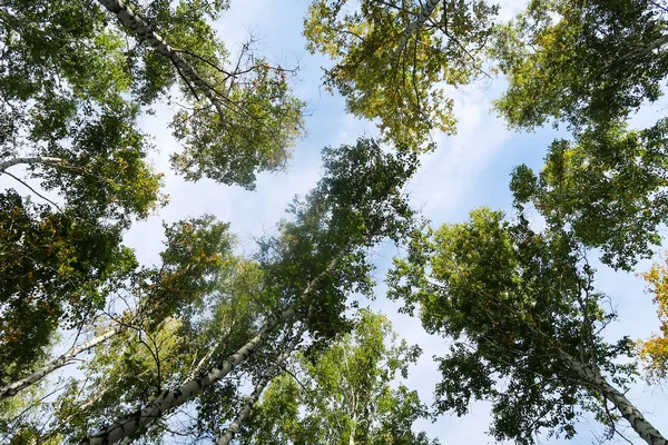 Berk Boszicht Naar Hemel Herfst Natuur — Stockfoto