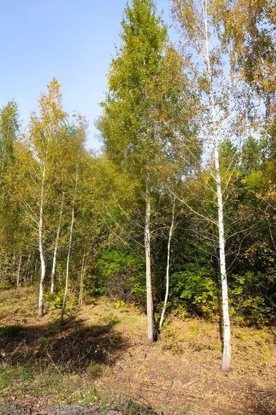 güzel sonbahar orman manzara doğa