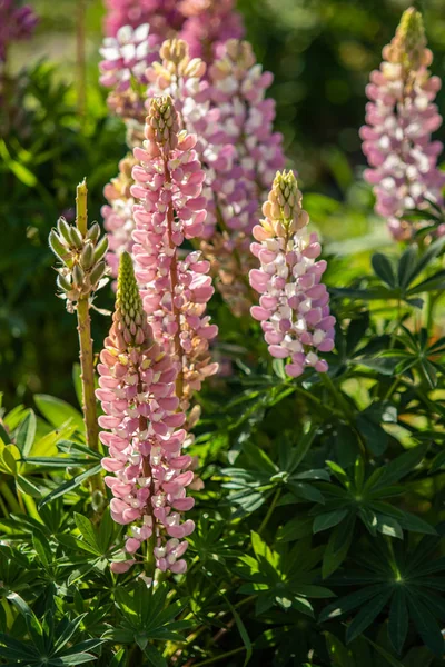 Lupinus Flores São Brilhantes Com Natureza Folhagem Verde — Fotografia de Stock