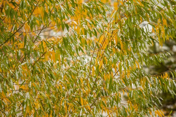 winter first snow birch forest landscape