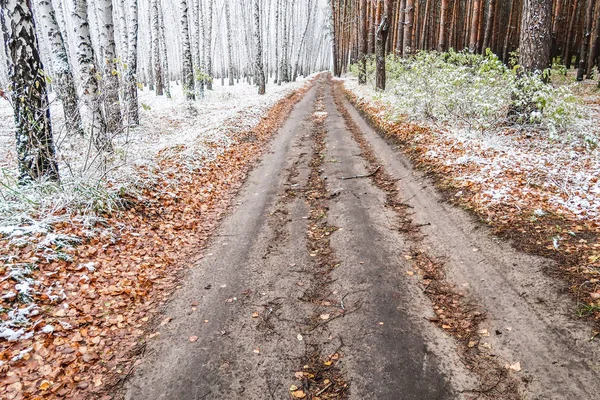 Kış ormanı boyunca yol