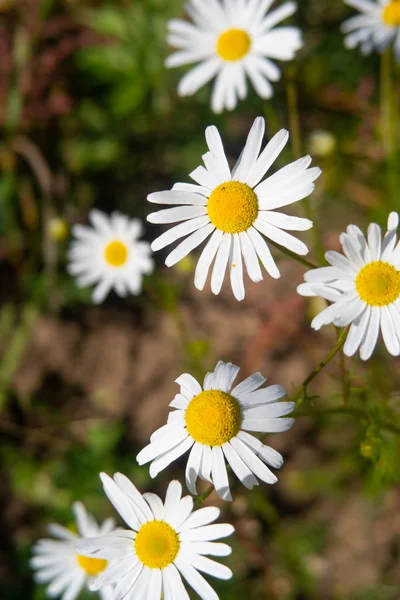 Kwiaty Rumianku Pole Krajobraz — Zdjęcie stockowe