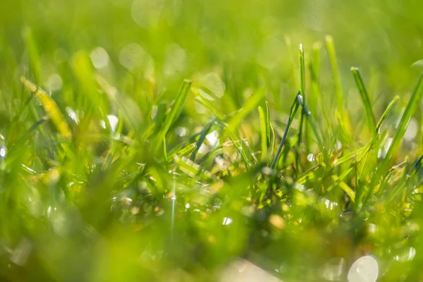 yeşil çim bokeh arka plan bulanık