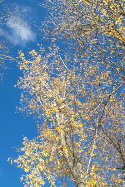 秋天的树树枝望着天空 — 图库照片