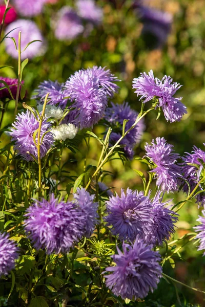 parlak sonbahar çiçek doğa manzara