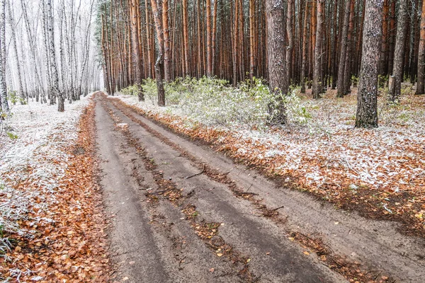 Kış ormanı boyunca yol