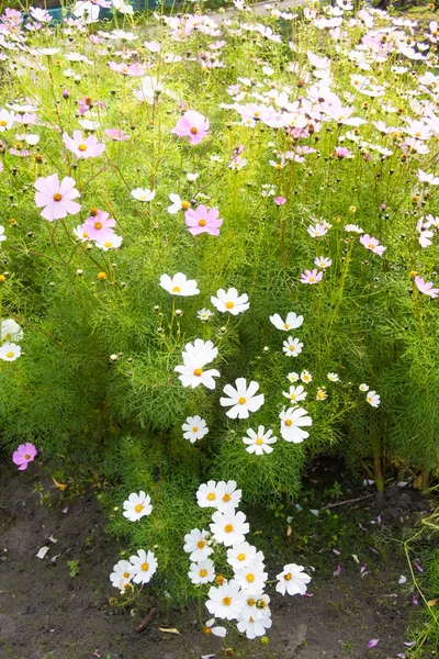 コスモスの花 自然のクローズ アップ風景 — ストック写真