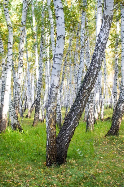 Sarı huş ağacı orman, geç sonbahar doğa manzara