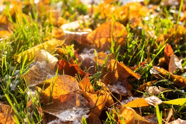 Foglie Gialle Erba Verde Neve — Foto Stock