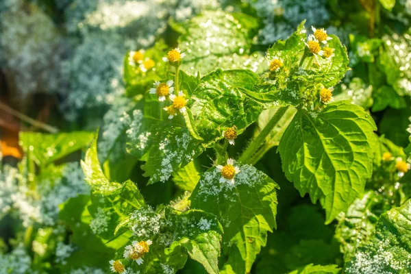 Verde Erba Neve Offuscata Sfondo Bokeh — Foto Stock