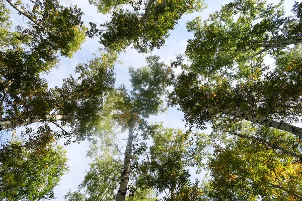 Abedul Vista Cielo Naturaleza Otoñal — Foto de Stock