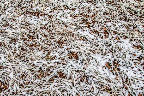 Hierba Verde Alta Nieve —  Fotos de Stock
