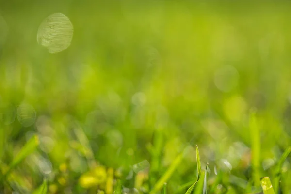 緑の芝生に背景のボケ味がぼやけています — ストック写真