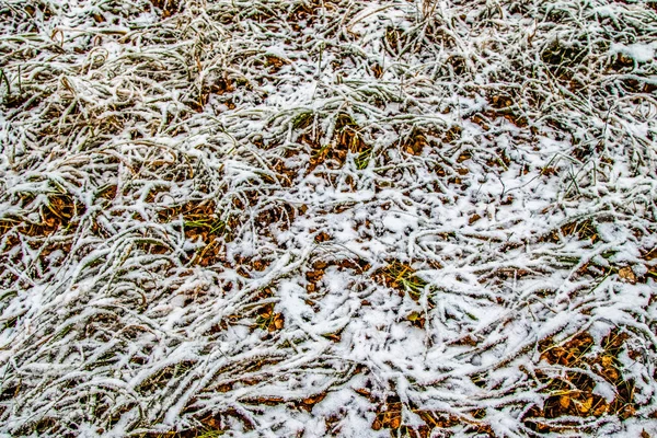 Grama Verde Alta Neve — Fotografia de Stock