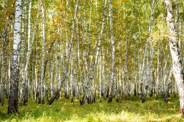 Sarı huş ağacı orman, geç sonbahar doğa manzara