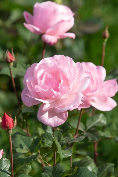 yakın doğa atış güzel çiçek gül