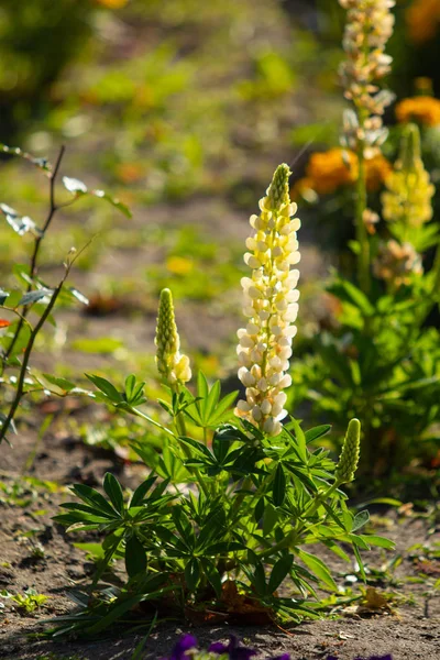 ルピナスの花が緑の葉自然と明るい — ストック写真