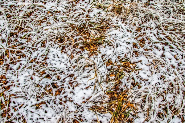 Högt Grönt Gräs Snön — Stockfoto