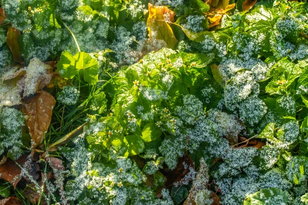 Зелена Трава Сніг Розмитий Фон Боке — стокове фото