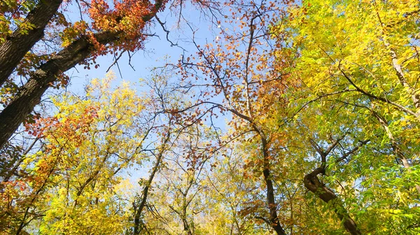 ağaç görünümünü aşağıdan gökyüzüne sonbahar manzara bırakır
