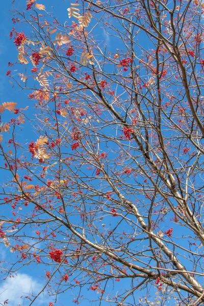 Jesienne Drzewo Ashberry Jasne Kolory Natury — Zdjęcie stockowe
