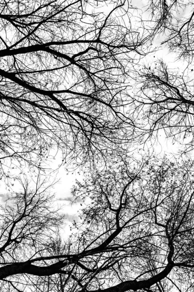 Silueta Ramas Árbol Sobre Fondo Blanco —  Fotos de Stock