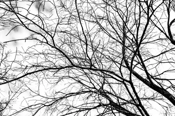 Beyaz arkaplanda ağaç dalları silueti