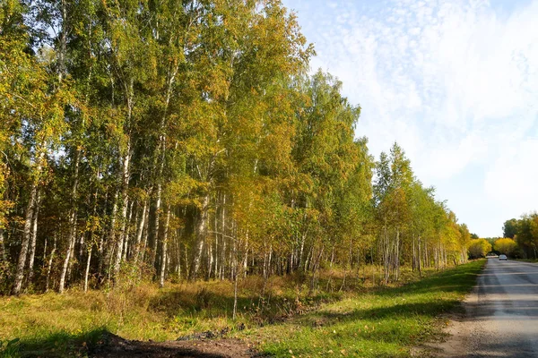 güzel sonbahar orman manzara doğa