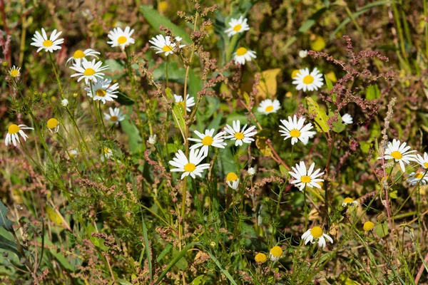 papatya çiçeği peyzaj alanı