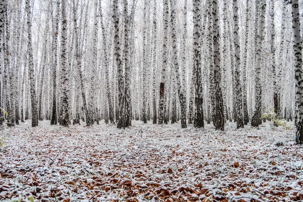 sonbahar manzara bir huş ormandaki ilk kar